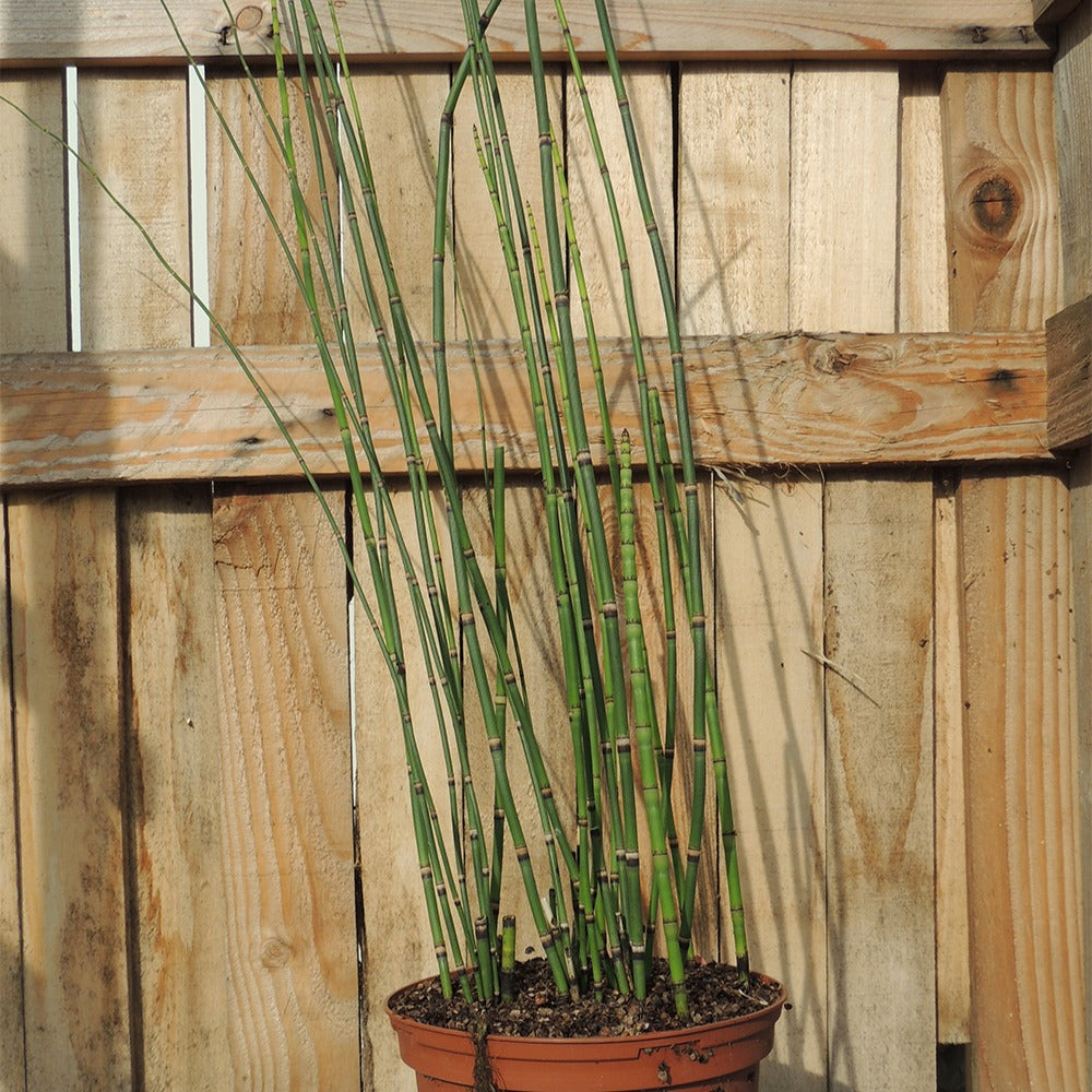 Japanischer Schachtelhalm - Equisetum japonicum
