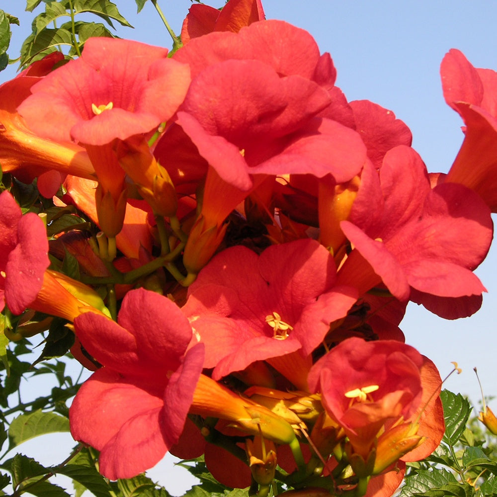 Kletterpflanzen - Trompetenblume Madame Galen - Campsis radicans x tagliabuana Madame Galen