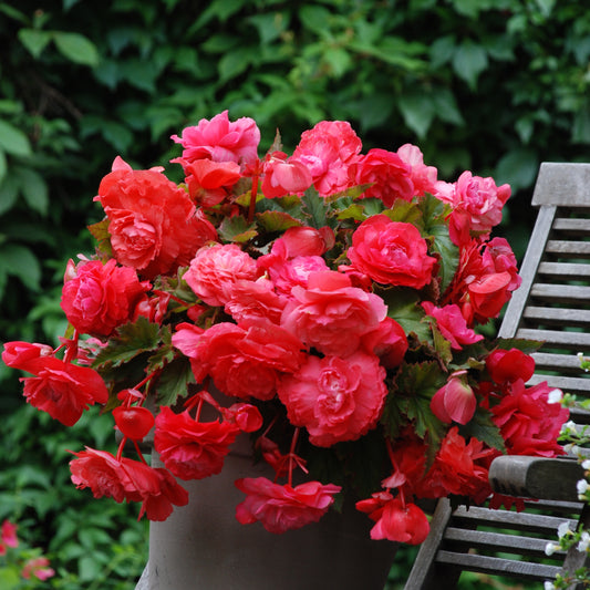 Duftende Hängebegonien Pink Delight (x5) - Begonia odorata pink delight - Blumenzwiebeln Sommerblüher