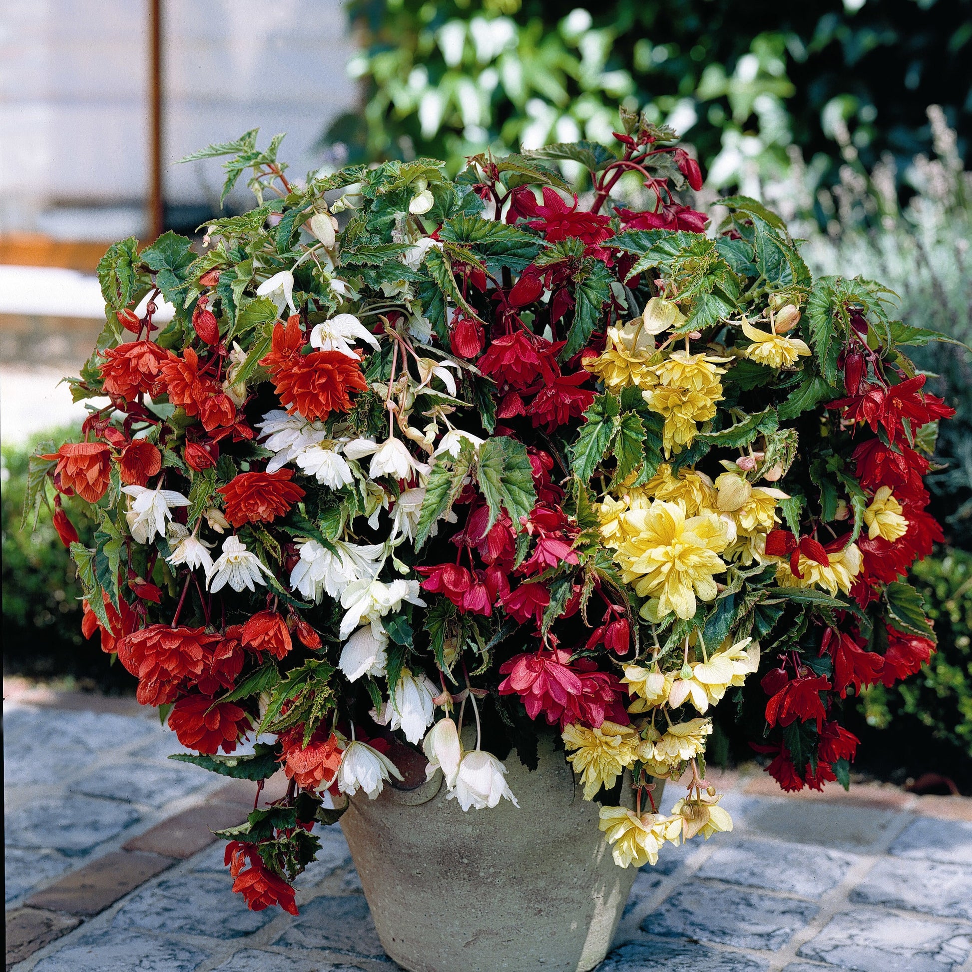 Begonia pendula - Begonien Mischung - Begonien-Zwiebeln