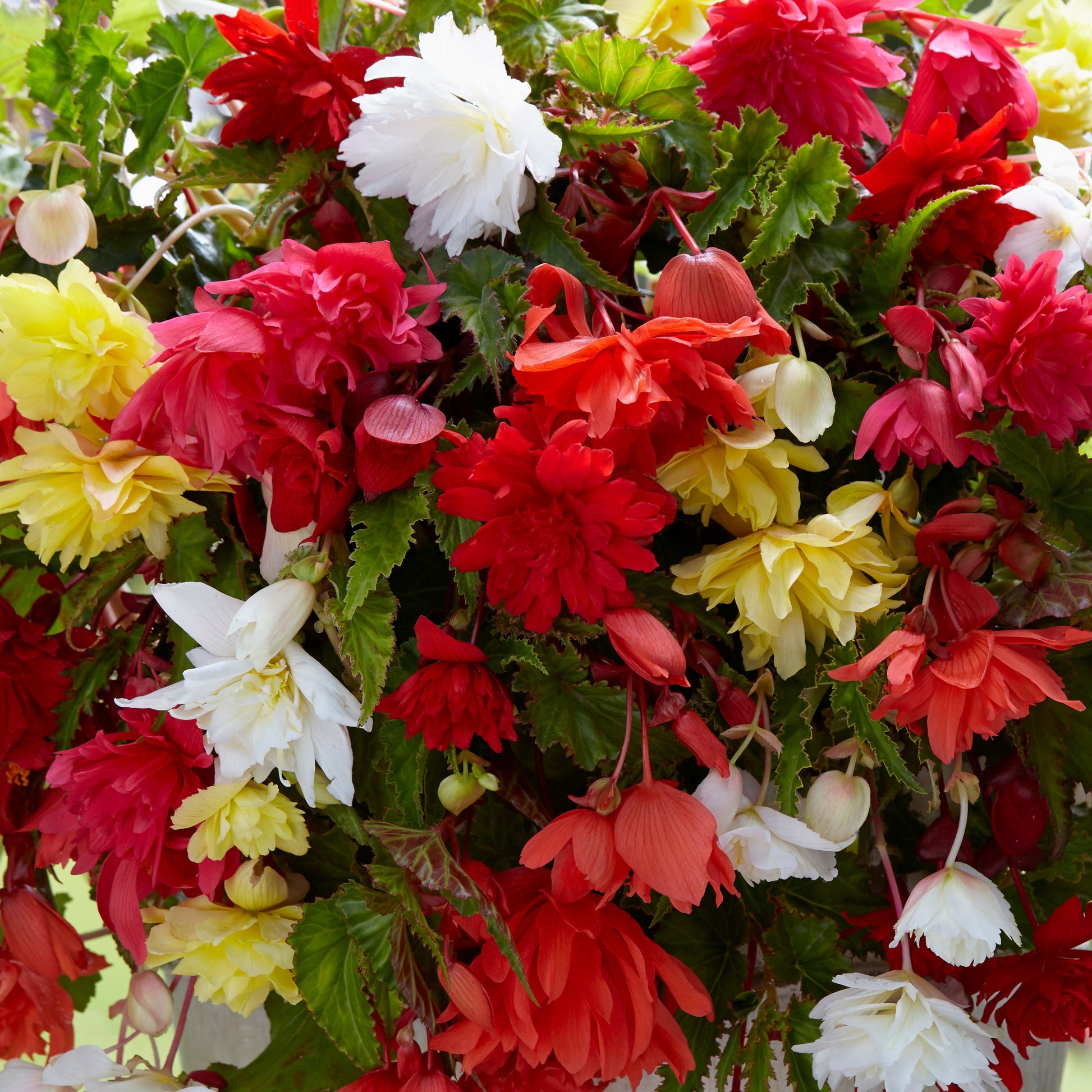 Begonien Mischung - Begonia pendula - Blumenzwiebeln Sommerblüher