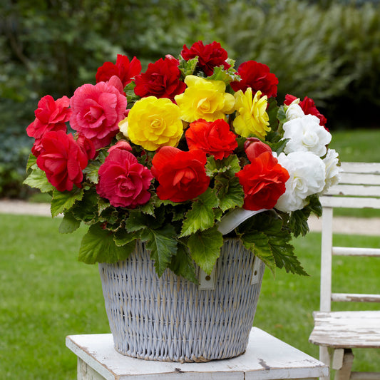 Gefüllte Begonien Mischung - Bakker