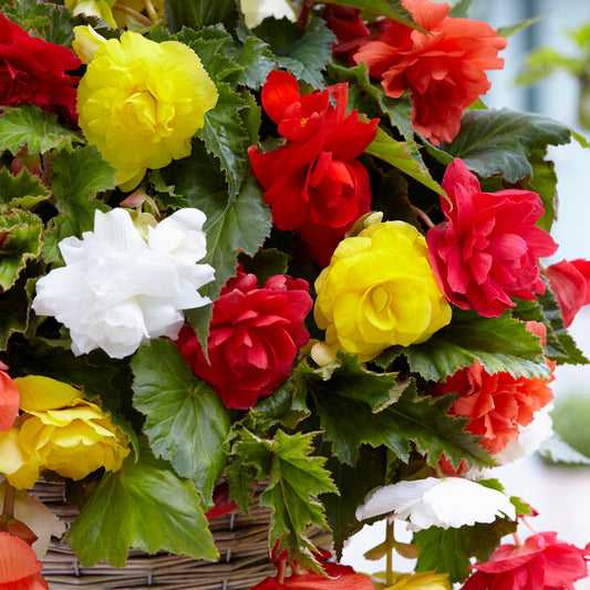 Großblumige, hängende Begonien Mischung (x20) - Begonia - Blumenzwiebeln Sommerblüher