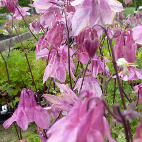 Aquilegia vulgaris heidi - Garten-Anekolie Heidi - Akelei
