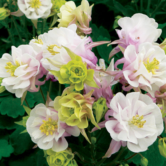 Gefüllt blühende Anekolie Winky Rose White - Bakker