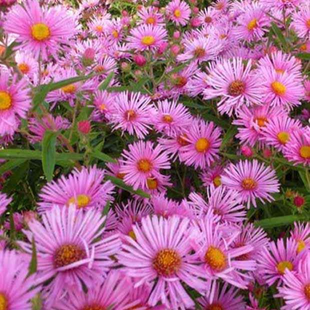 Raublatt-Aster Rudelsburg - Bakker