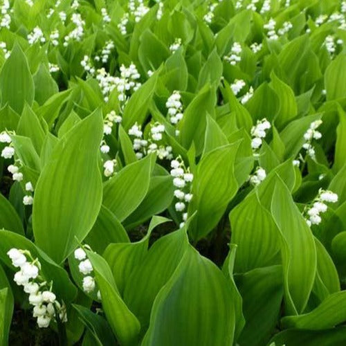 Doppelte weiße Maiglöckchen - Convallaria majalis Prolificans - Stauden