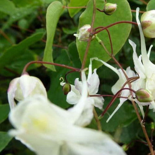 Großblumige Elfenblumen - Epimedium grandiflorum