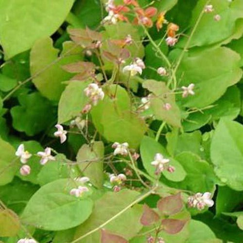 Elfenblume pubigerum - Epimedium pubigerum - Gartenpflanzen