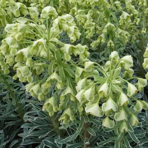 Wolfsmilch 'Glacier Blue' - Euphorbia characias Glacier Blue