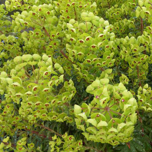 Martins Euphorbia - Euphorbia martinii - Gartenpflanzen
