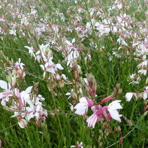 Gauras (x2) - Gaura lindheimeri - Gartenpflanzen