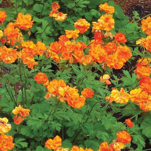 Nelkenwurz Fire Storm - Geum fire storm