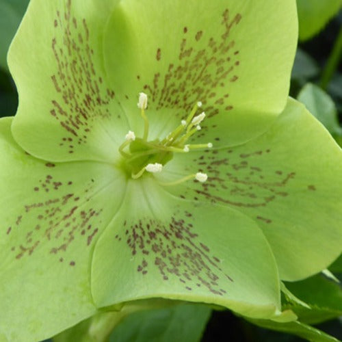 Orientalische Helleborus grün-gesprenkelt - Bakker