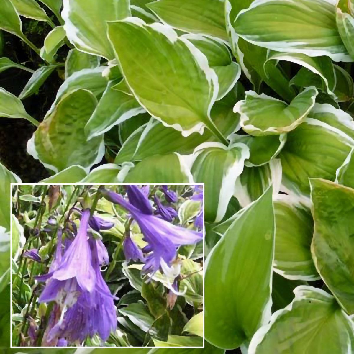 Siebolds Hosta Ginko Craig - Bakker