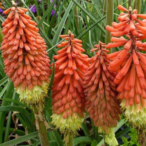 Fackellilie Royal Standard - Kniphofia royal standard