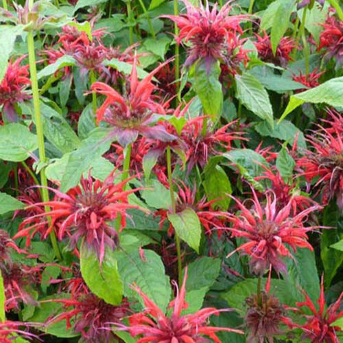 Indianernessel 'Cambridge Scarlet' - Bakker