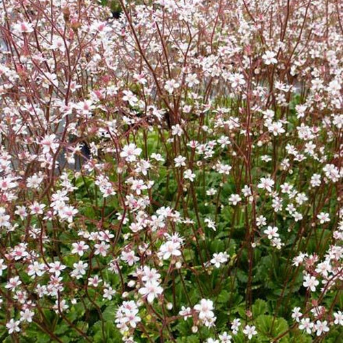 Schatten-Steinbrech Variegata - Saxifraga umbrosa variegata