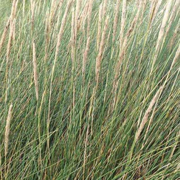 strandhafer zimmerpflanze Strandhafer - Ammophila arenaria