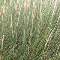 Strandhafer - Ammophila arenaria - Gartenpflanzen