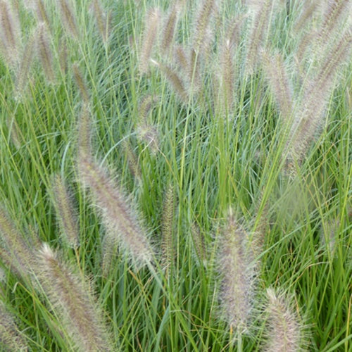 Lampenputzergras 'Lady U' - Pennisetum alopecuroides lady u