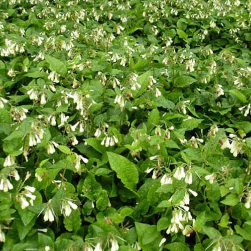 beinwell dünger Großblütiger Beinwell - Symphytum grandiflorum