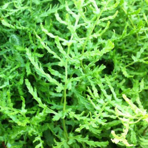 Männlicher Farn Linearis Polydactyla - Dryopteris filix-mas linearis  polydactyla