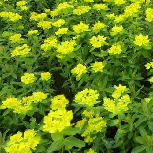 Gold-Wolfsmilch - Euphorbia polychroma - Gartenpflanzen