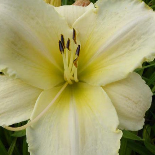 Hemerocallis Artic Snow Lilie eines Tages - Bakker