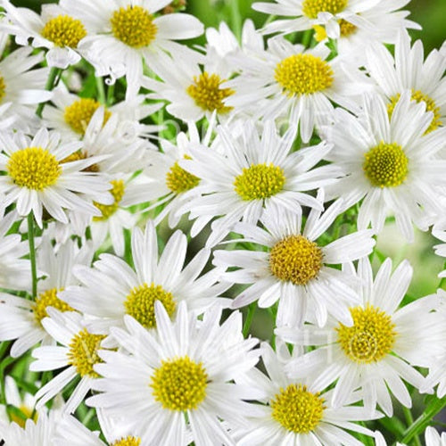 Schönaster 'Alba' - Bakker