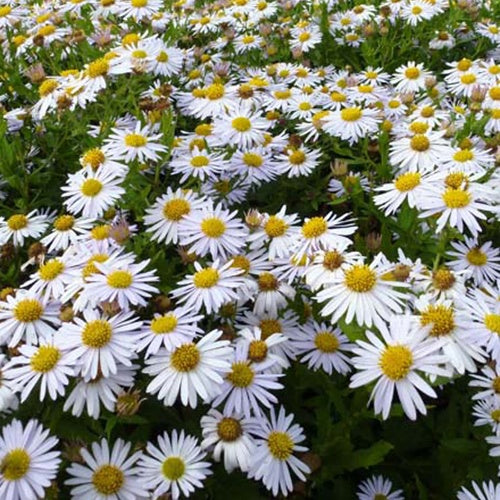 Schönaster 'Madiva' - Bakker