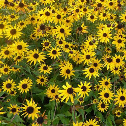 Rudbeckie Early Bird Gold - Bakker