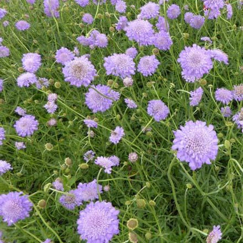 Tauben-Skabiose 'Butterfly Blue' - Scabiosa columbaria butterfly blue