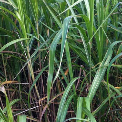 Riesen-Chinaschilf (Miscanthus floridulus) - Miscanthus giganteus  (floridulus)