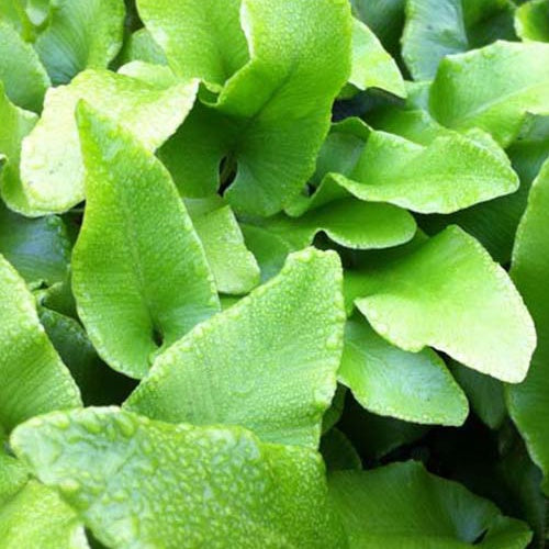 Scolopender Undulatum Gewellte Hirschzunge - Asplenium scolopendrium undulatum - Zimmerpflanzen