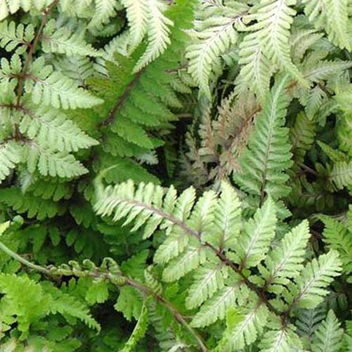 Gemalter Farn Red Beauty Japanischer Farn Red Beauty - Athyrium niponicum  red beauty