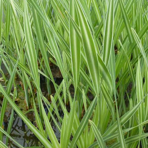 Rohrkolben Variegata - Typha latifolia variegata - Gartenpflanzen