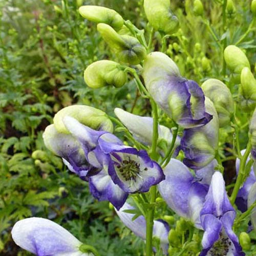 Weißblaublühender Eisenhut Bicolor - Bakker