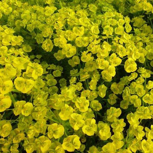Wolfsmilch - Ruten-Wolfsmilch Betten - Euphorbia waldsteinii betten