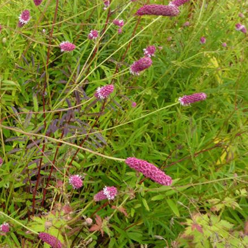 Purpurfarbener Hoher Wiesenknopf - Bakker
