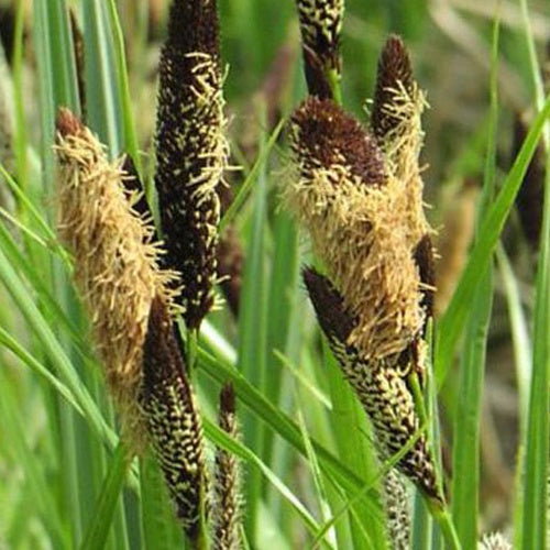 Sumpf-Segge - Carex acutiformis - Gartenpflanzen