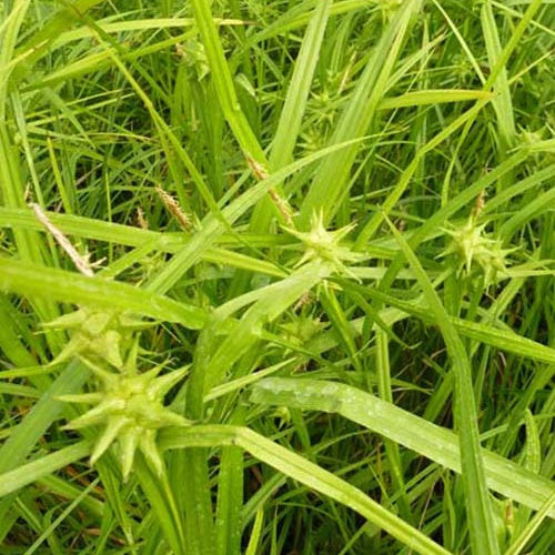 Keulensegge - Carex grayi - Gartenpflanzen