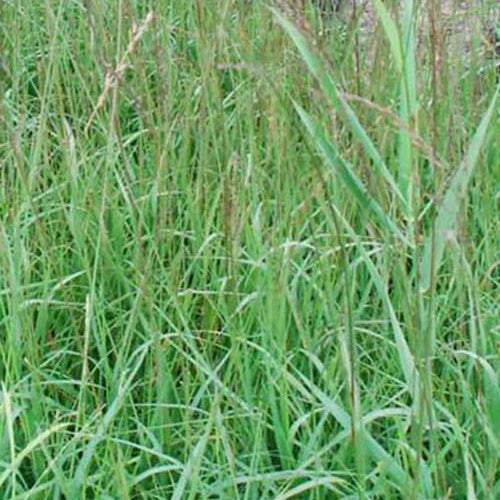 Kleines Pfeifengras Dauerstrahl - Bakker