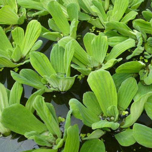 Wassersalat - Bakker