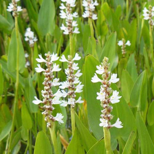 Herzblättriges Hechtkraut White Pike - Bakker