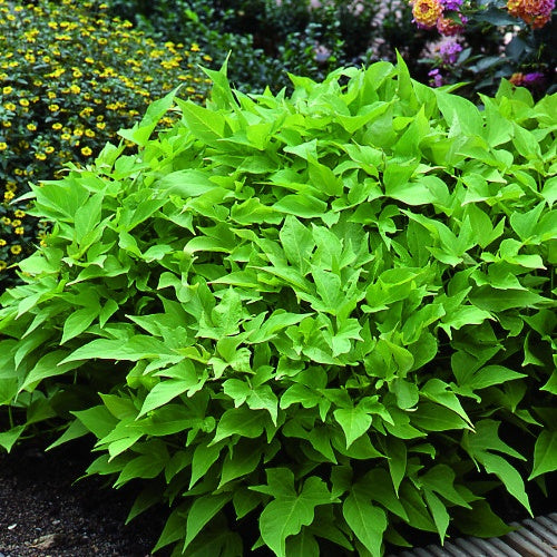 süßkartoffel saatgut bio Zier-Süßkartoffel 'Sweet Caroline Green' (x3) - Ipomoea batatas 'sweet  caroline green'