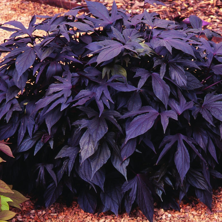 Zier-Süßkartoffel 'Sweet Caroline Purple' (x3) - Ipomoea batatas 'sweet  caroline purple'