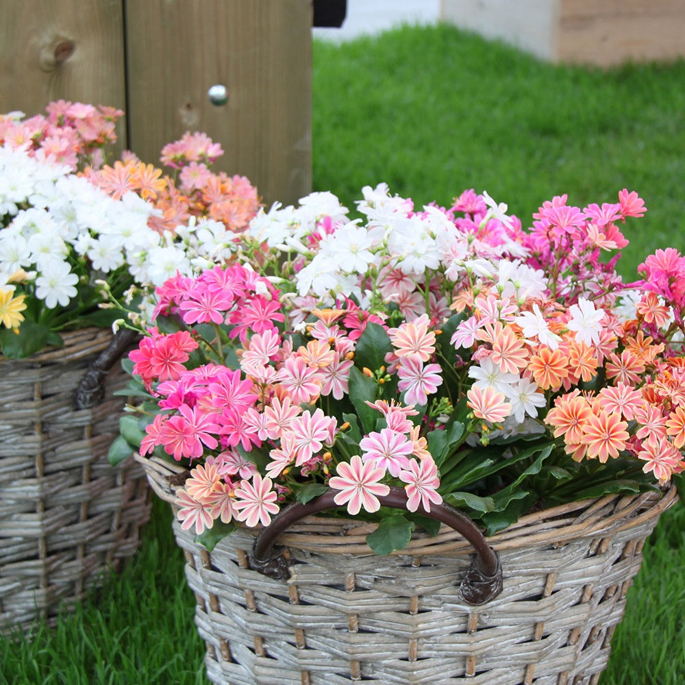 lewisia düngen Bitterwurz Elise Mischung (x3) - Lewisia cotyledon elise