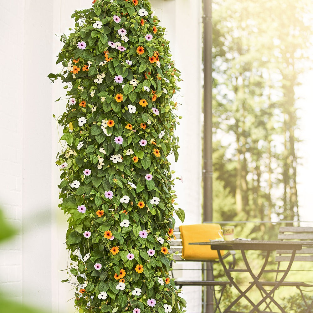 Schwarzäugige Susanne Mischung (pink, orange, weiß) (x3) - Thunbergia alata  sunny susy®