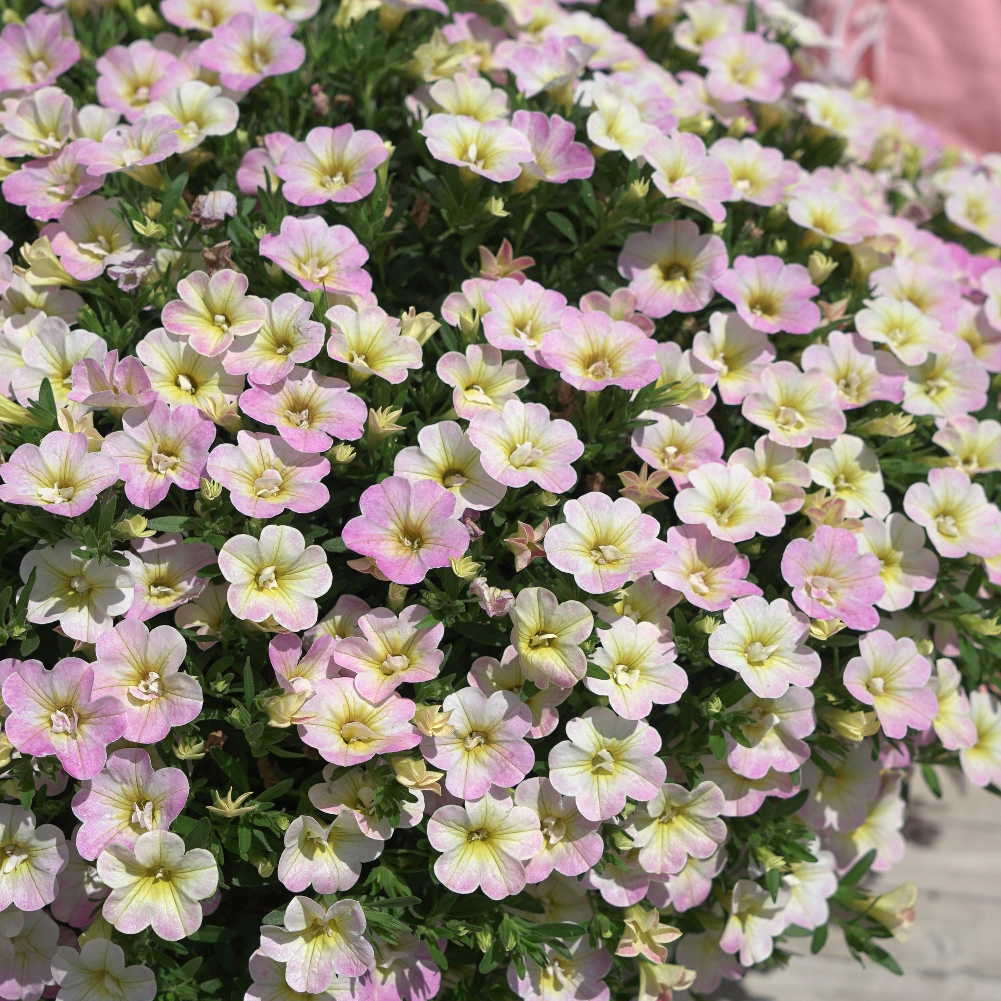 Zauberglöckchen Pastelfarben (x3) - Calibrachoa Fancy Francy - Bakker